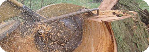 Stump Grinding